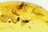 Fossil Wasp & Five Gnats in Baltic Amber #270834-1